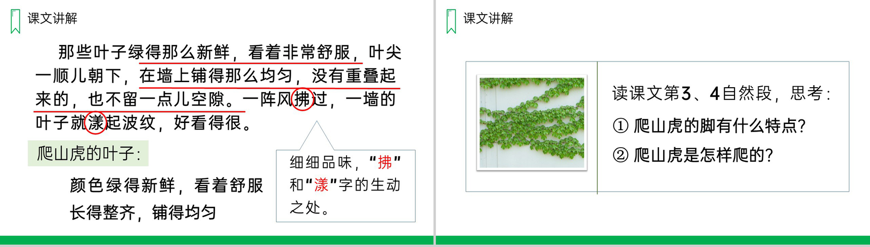 《爬山虎的脚》人教版四年级上册语文PPT课件-8