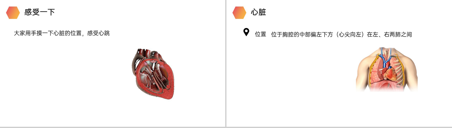 《输送血液的泵(心脏)》人教版生物七年级初一下册PPT课件-3