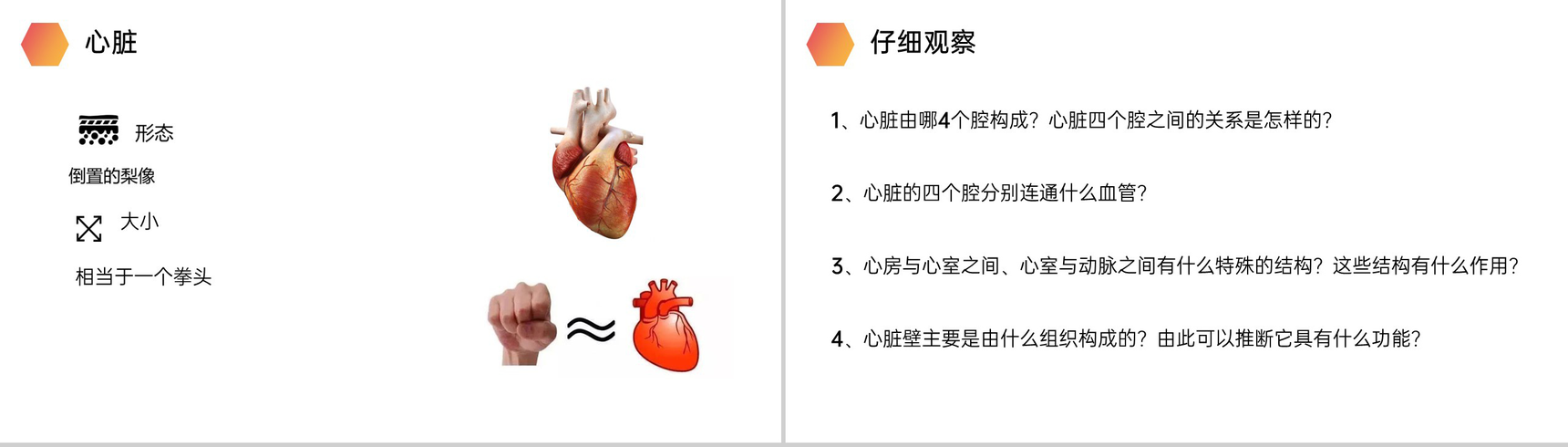 《输送血液的泵(心脏)》人教版生物七年级初一下册PPT课件-4