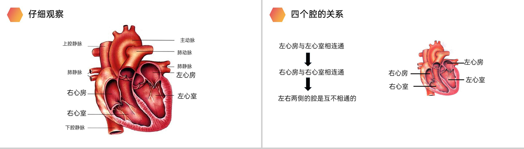 《输送血液的泵(心脏)》人教版生物七年级初一下册PPT课件-5