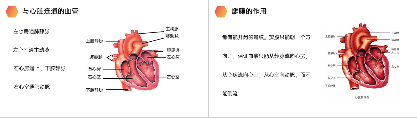 《输送血液的泵(心脏)》人教版生物七年级初一下册PPT课件-6