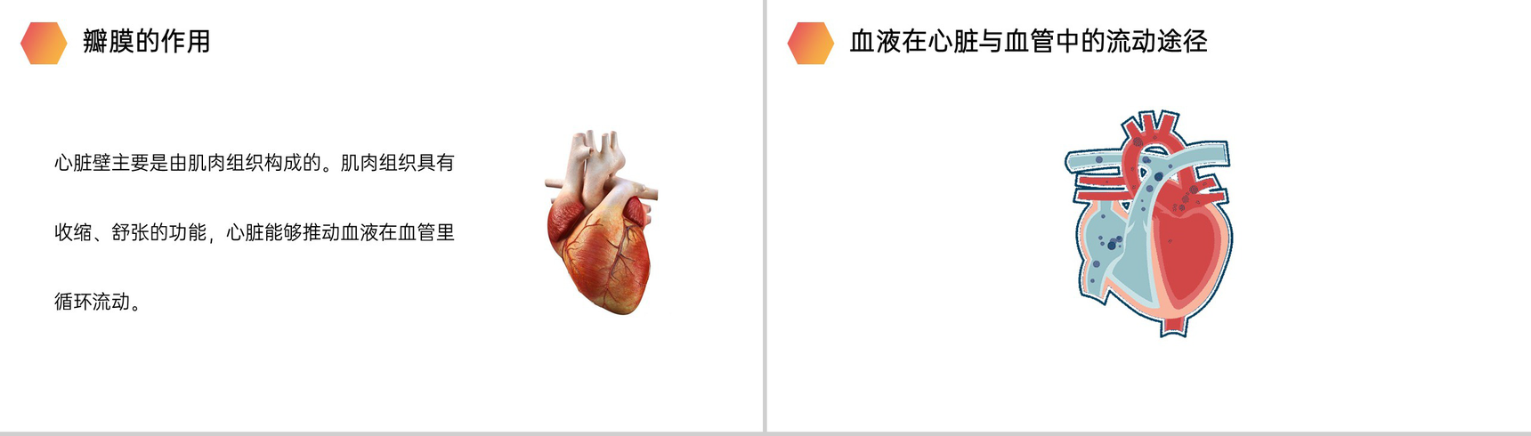 《输送血液的泵(心脏)》人教版生物七年级初一下册PPT课件-7