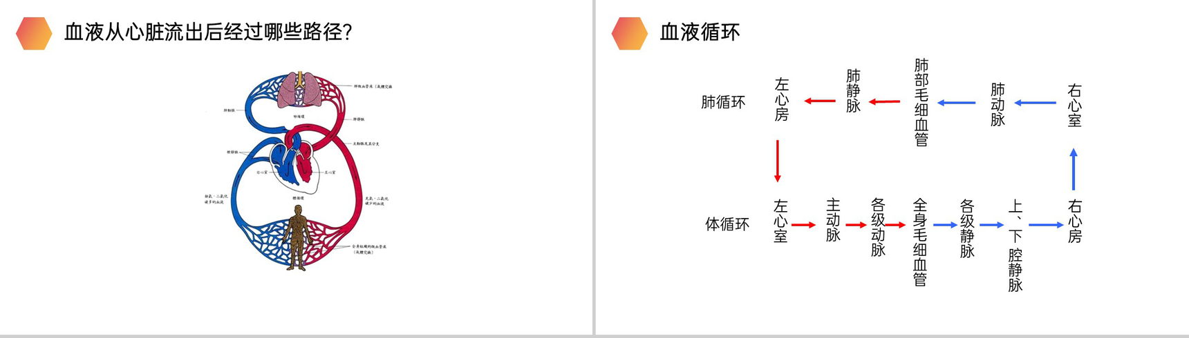 《输送血液的泵(心脏)》人教版生物七年级初一下册PPT课件-9