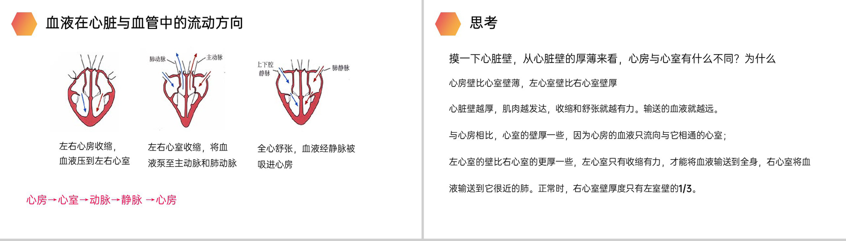 《输送血液的泵(心脏)》人教版生物七年级初一下册PPT课件-8