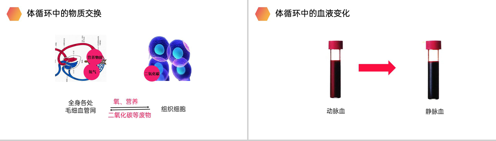 《输送血液的泵(心脏)》人教版生物七年级初一下册PPT课件-10