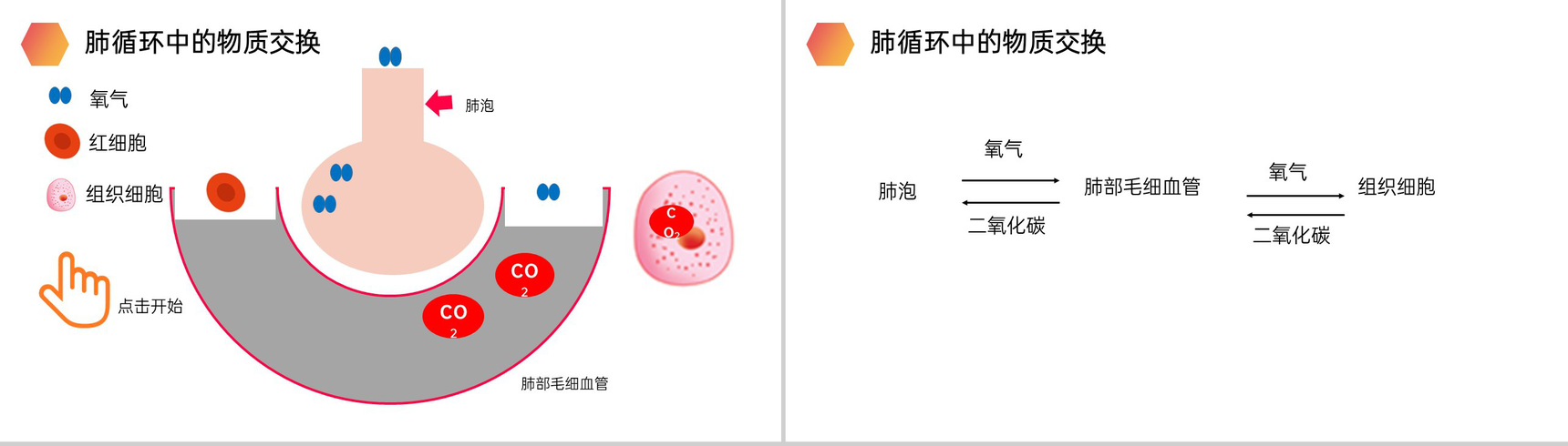 《输送血液的泵(心脏)》人教版生物七年级初一下册PPT课件-11