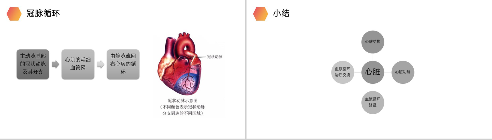《输送血液的泵(心脏)》人教版生物七年级初一下册PPT课件-13