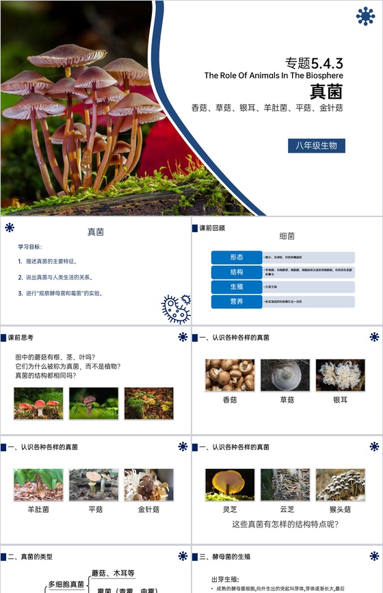 《真菌》八年级初二上册PPT课件(第5.