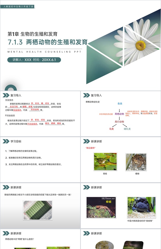 《两栖动物的生殖和发育》人教版初中生物八