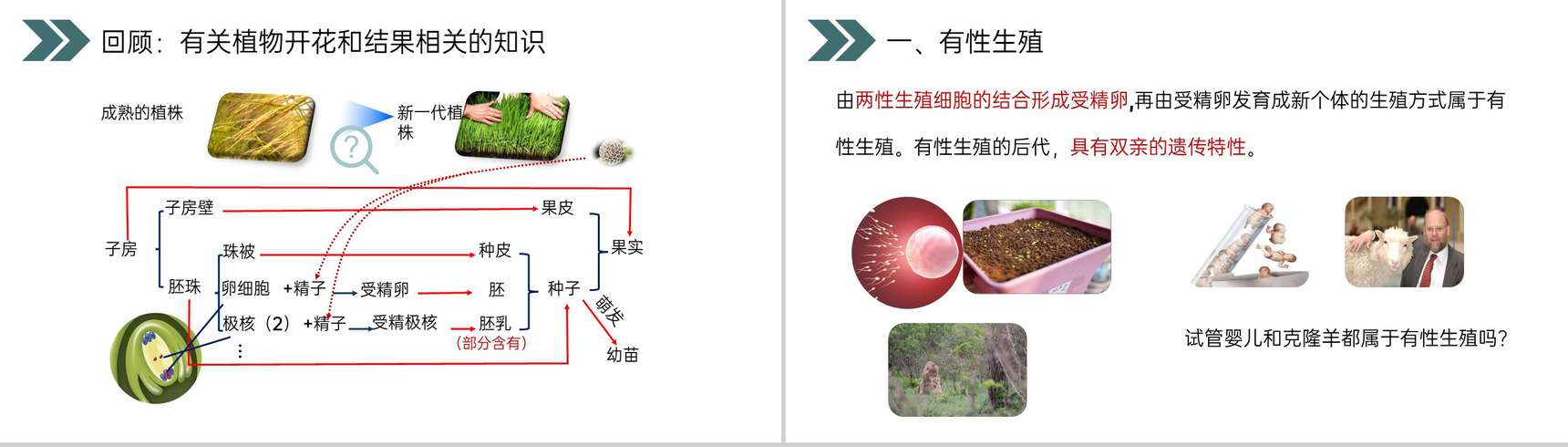 《生物的生殖和发育(植物的生殖)》人教版初中生物八年级初二下册PPT课件-3