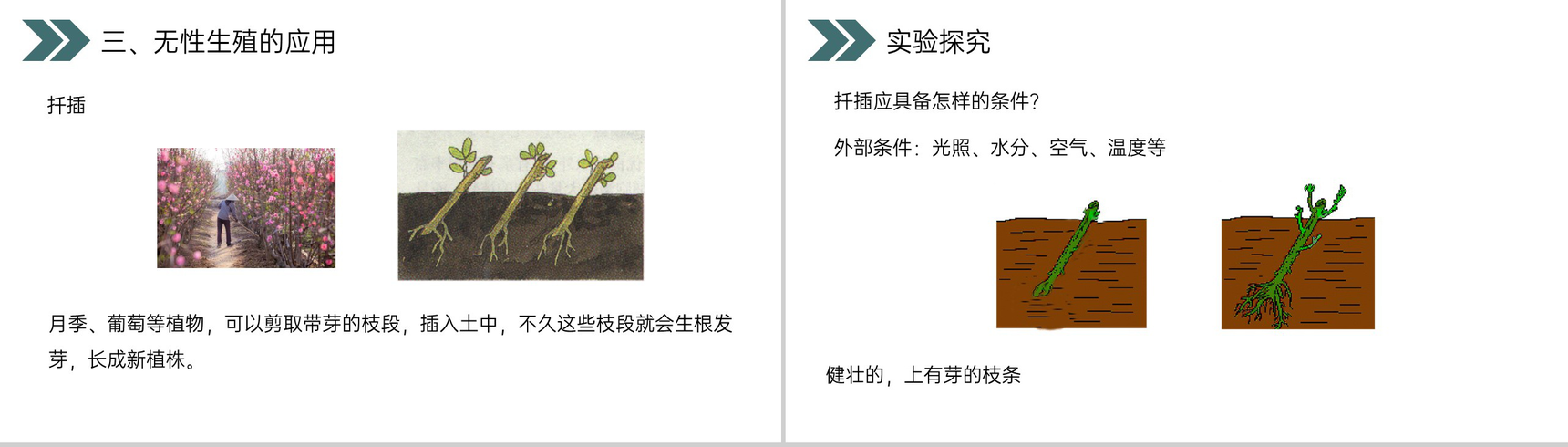 《生物的生殖和发育(植物的生殖)》人教版初中生物八年级初二下册PPT课件-8