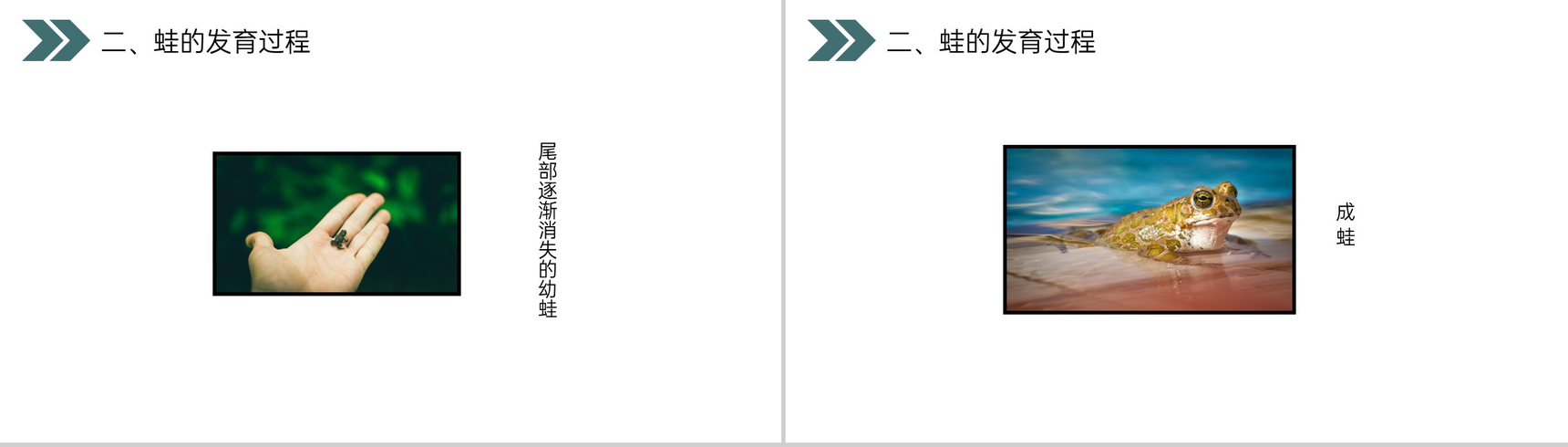 《两栖动物的生殖和发育》人教版初中生物八年级初二下册PPT课件-10
